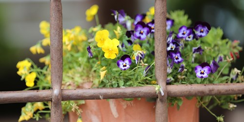 Top 13 des beautés, dans les jardins printaniers